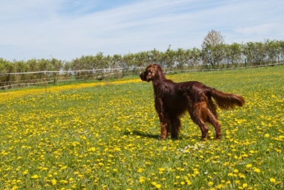 Qing Perro vom Gebirgsjägerhof; Irish Setter