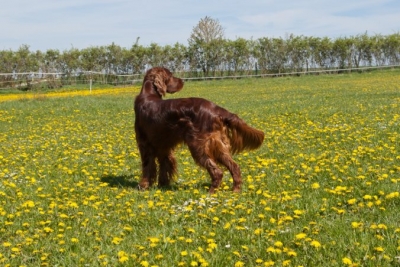 Qing Perro vom Gebirgsjägerhof; Irish Setter