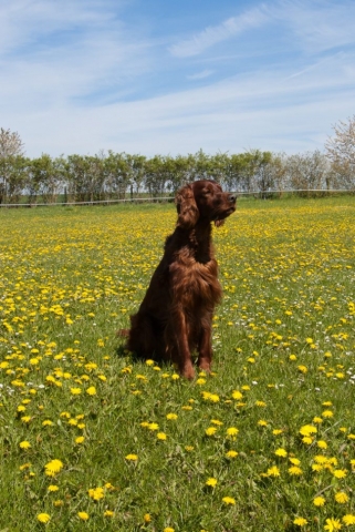 Qing Perro vom Gebirgsjägerhof; Irish Setter