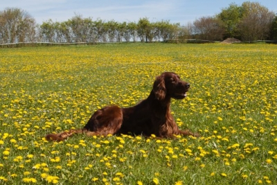 Qing Perro vom Gebirgsjägerhof; Irish Setter