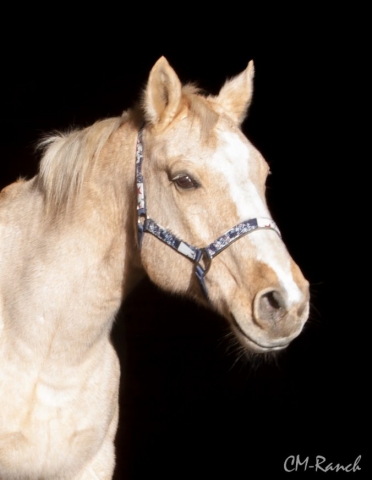 Tommy Muchacho; Quarter Horse; CM-Ranch