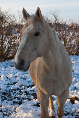 Tommy Muchacho; Quarter Horse; CM-Ranch