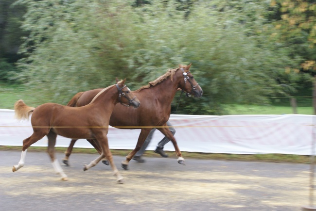 Halla beim Championat