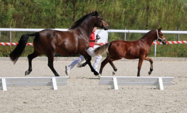 Nevada vom Gröndu beim Championat Aargau Freiberger Schweiz 2016