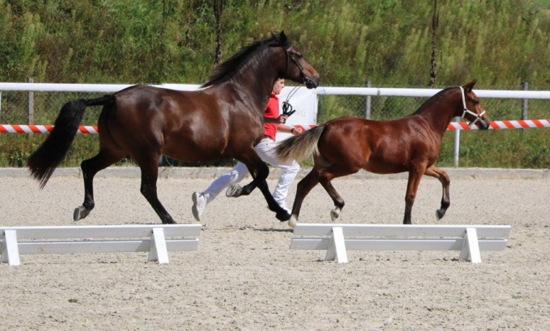 Nevada vom Gröndu beim Championat Aargau Freiberger Schweiz 2016