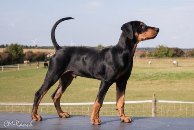 El Lenny vom goldenen Steig- Deutscher Pinscher