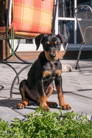 El Lenny vom goldenen Steig - Deutscher Pinscher