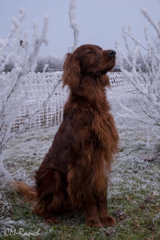 Qing Perro vom Gebirgsjägerhof; Irish Setter