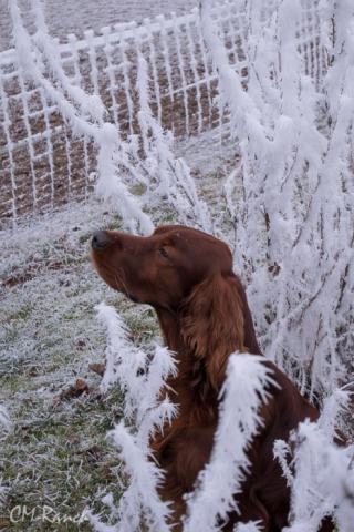 Qing Perro vom Gebirgsjägerhof; Irish Setter