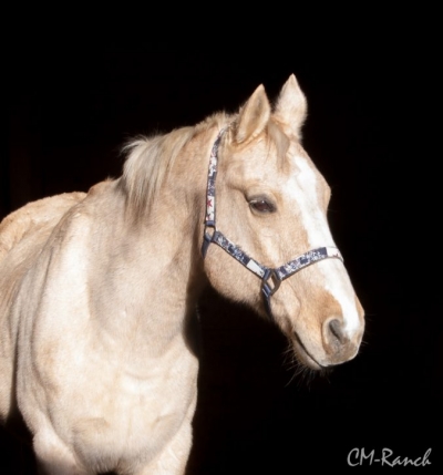 Tommy Muchacho; Quarter Horse; CM-Ranch