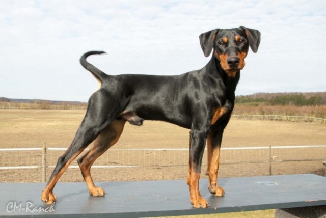 El Lenny vom goldenen Steig- Deutscher Pinscher