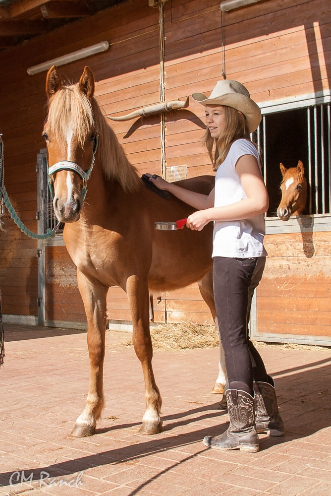 Halla vom Lehenhof; Freiberger; CM Ranch