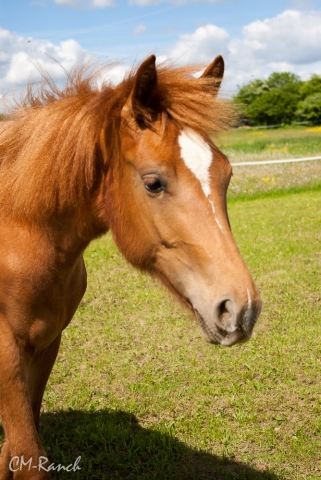 Donna Samira; Freiberger, CM Ranch