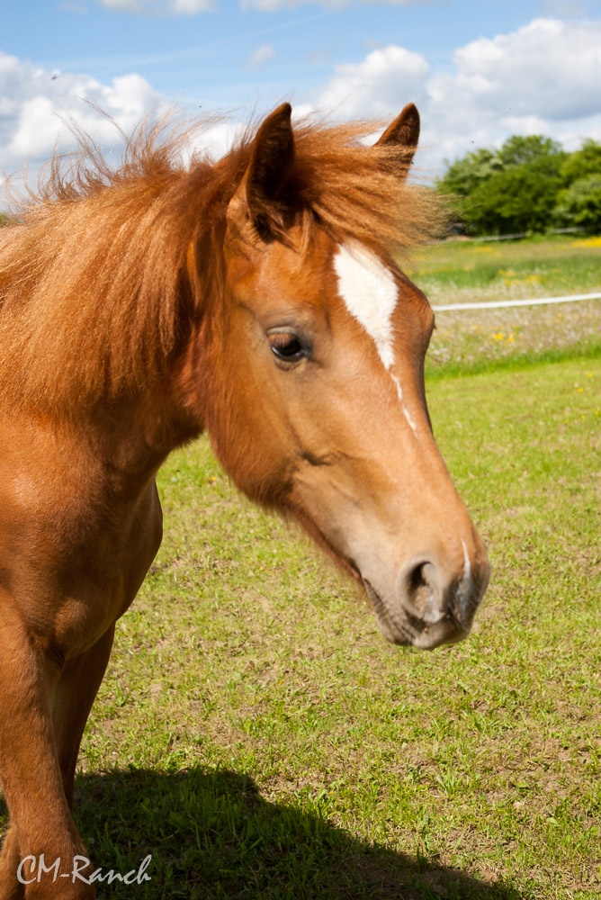 Donna Samira; Freiberger, CM Ranch