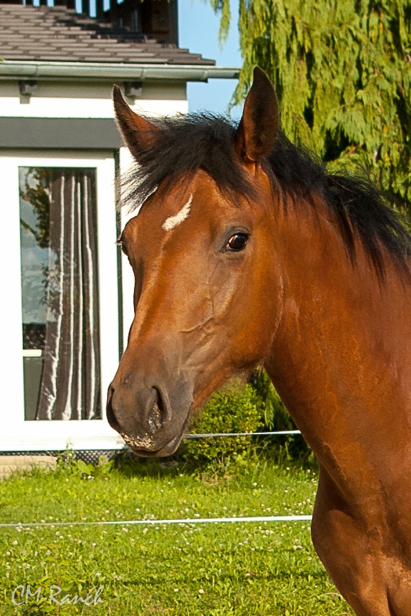 Nevada vom Gröndu, Freiberger