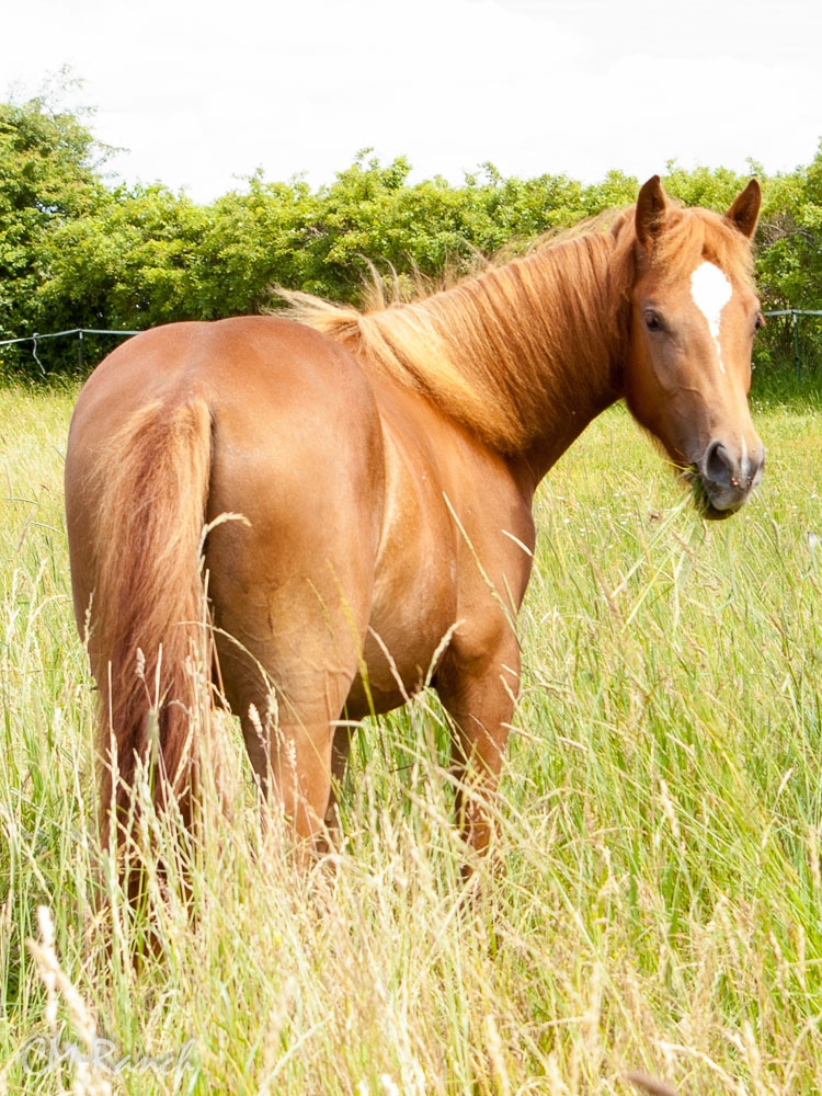 Donna Samira, Freiberger, CM Ranch