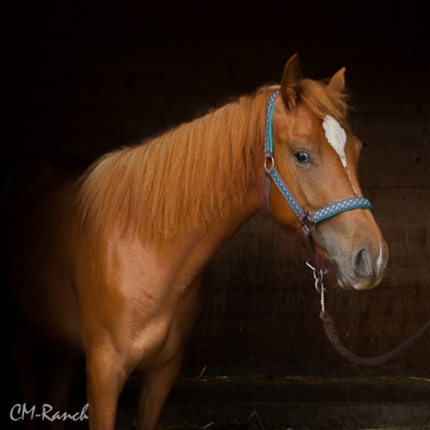 Donna Samira, Freiberger, CM Ranch